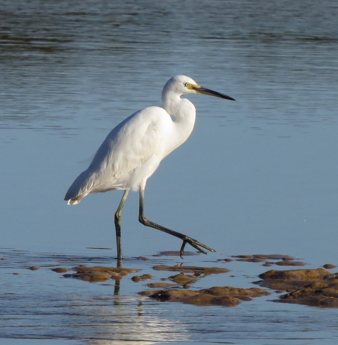 Little Egret - ML25040581