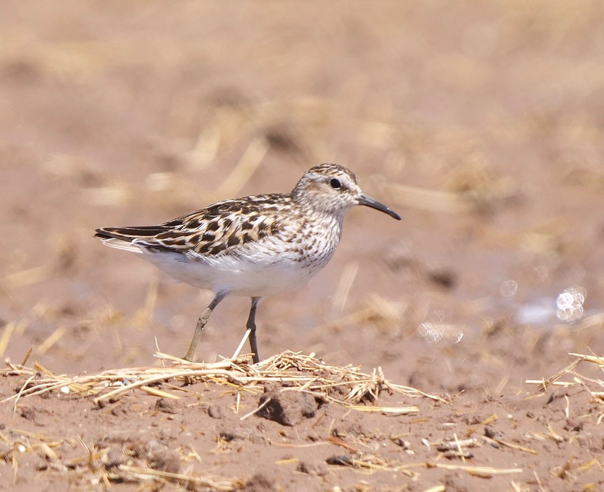 Least Sandpiper - ML250407171