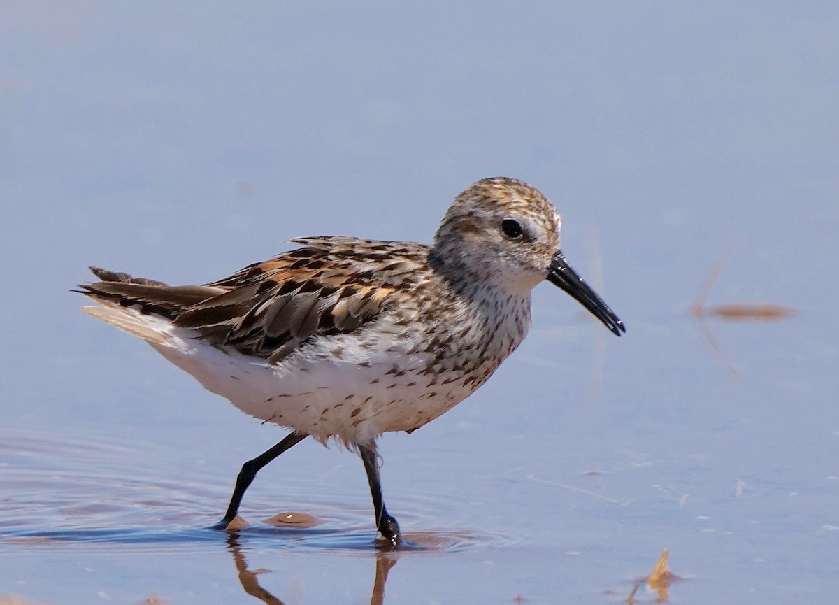 Western Sandpiper - ML250407381