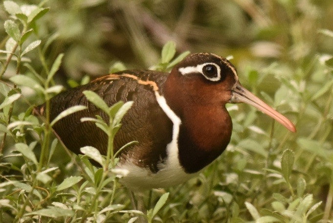 Greater Painted-Snipe - ML25040741