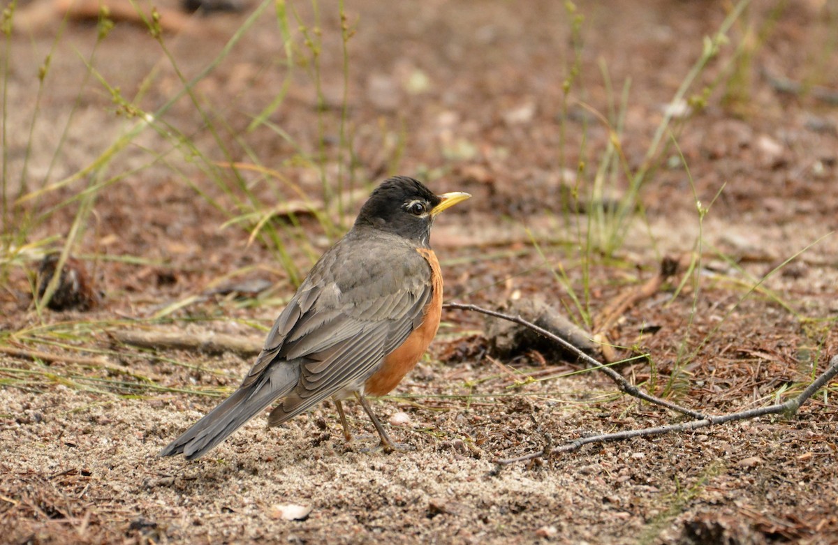 American Robin - ML250408001