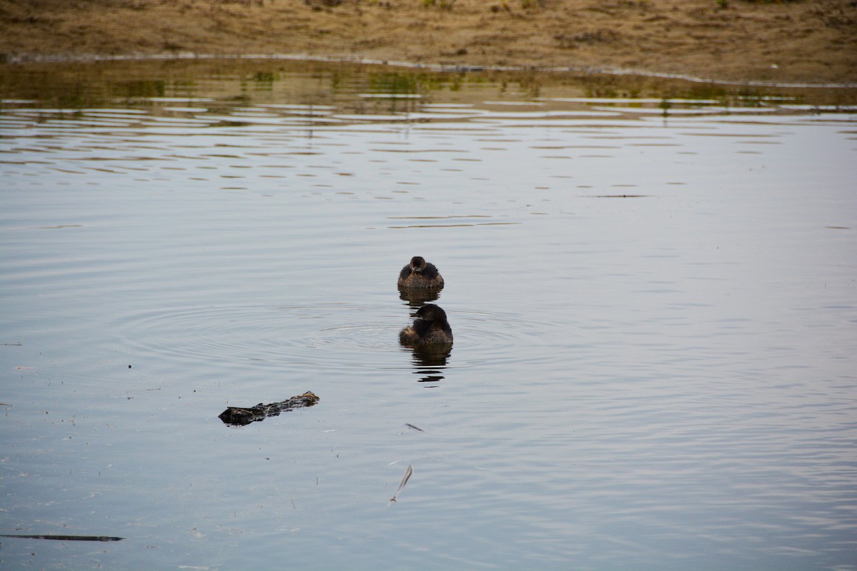 Pied-billed Grebe - ML250409171