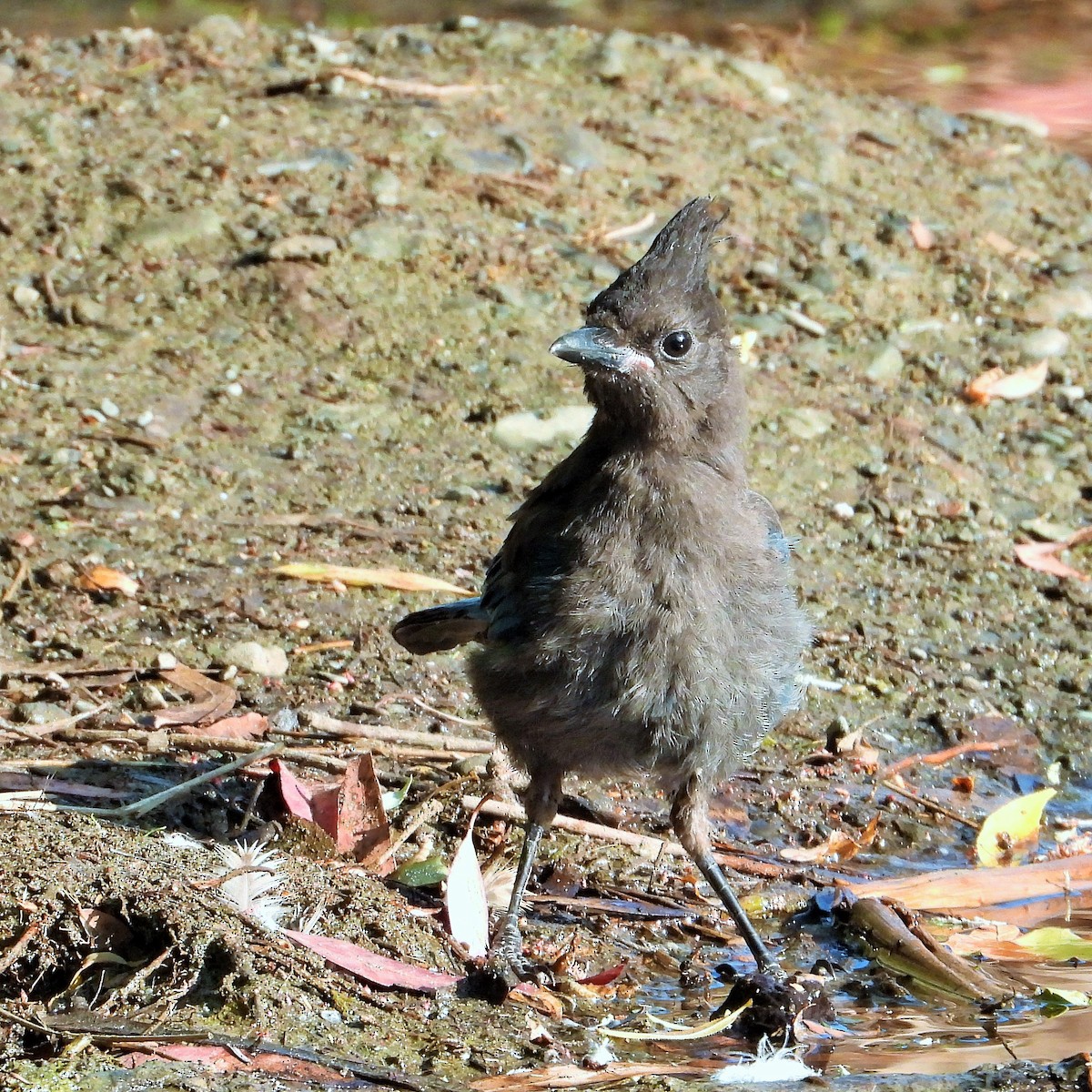 Steller's Jay - Carol Ann Krug Graves