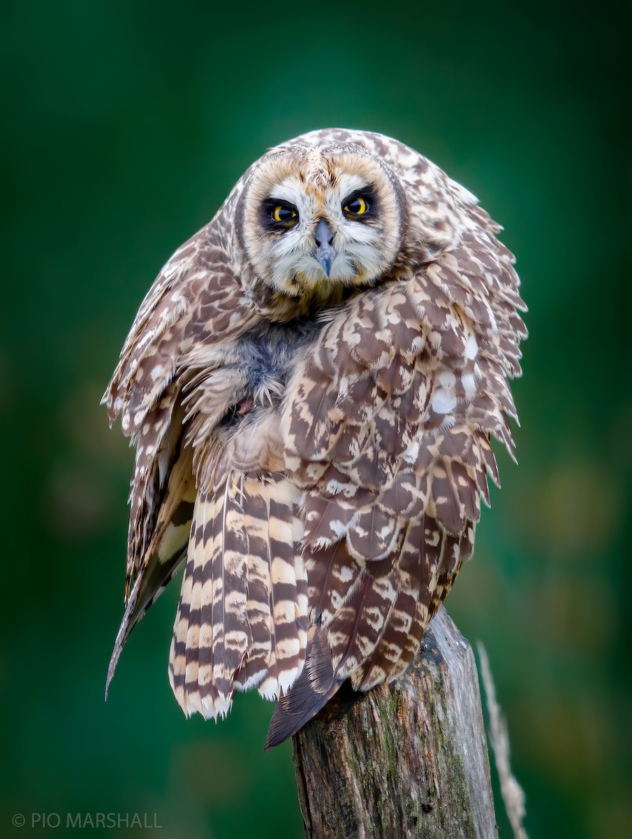 Short-eared Owl - Pio Marshall