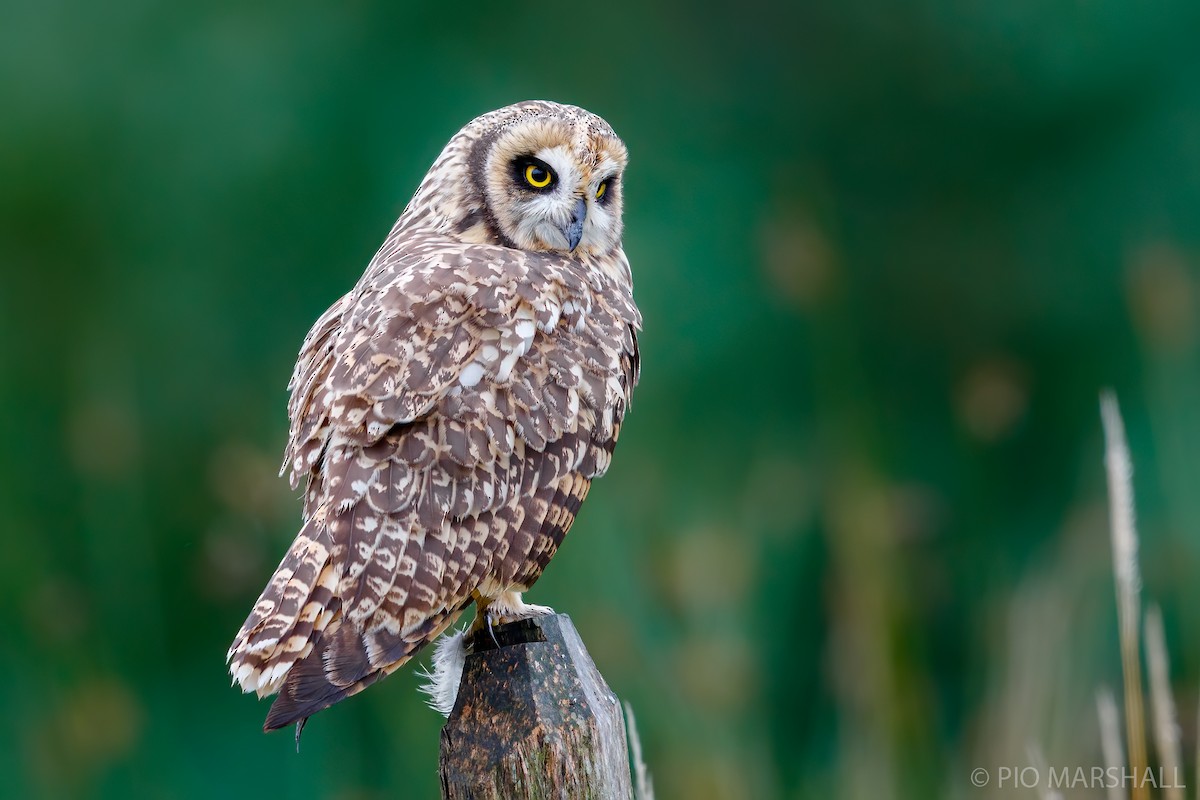 Short-eared Owl - Pio Marshall