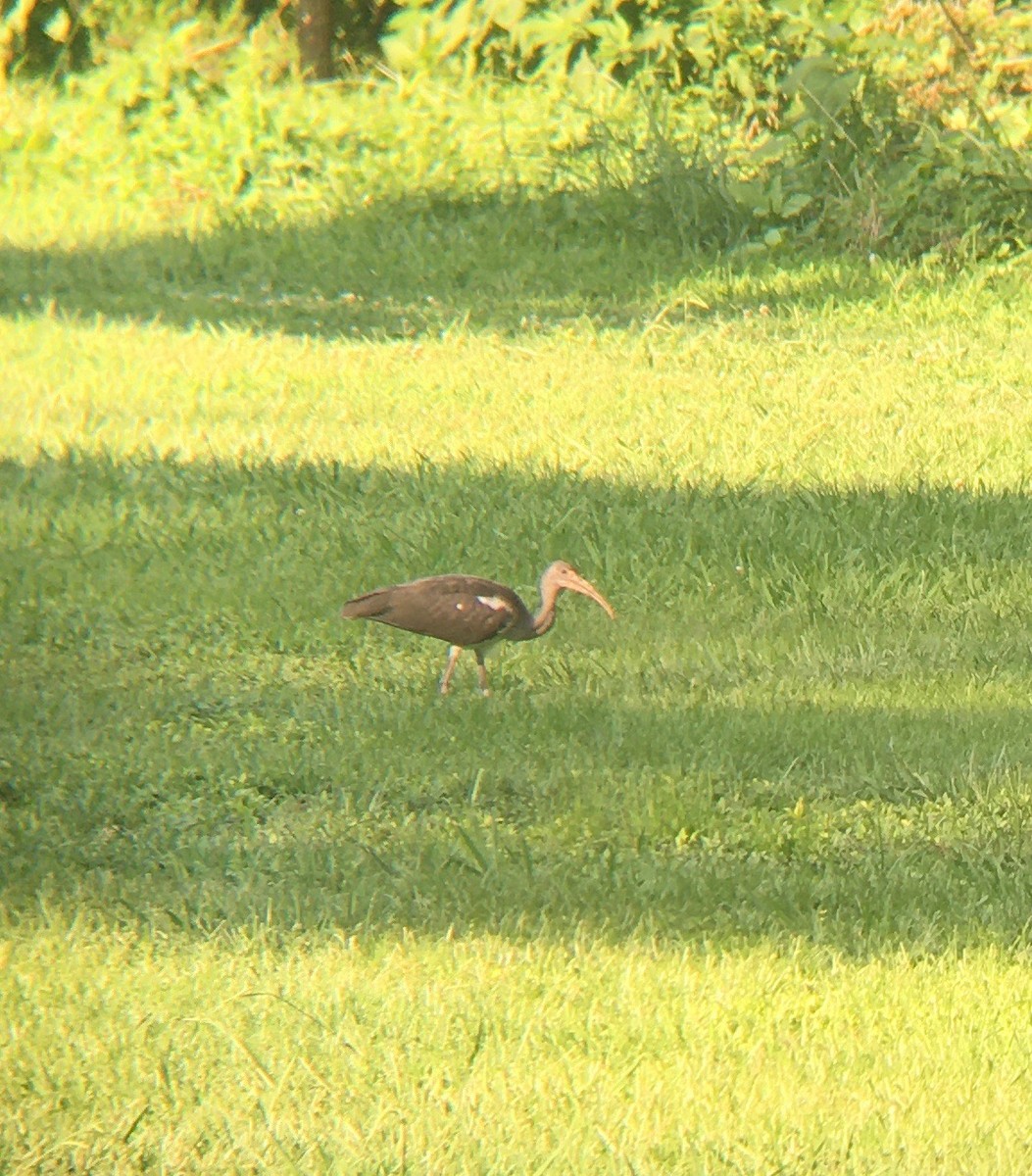 White Ibis - ML250411911
