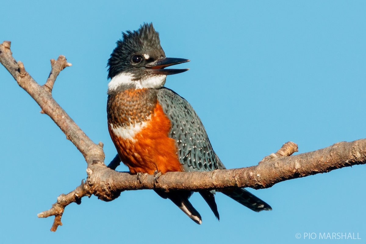 Ringed Kingfisher - ML250412081