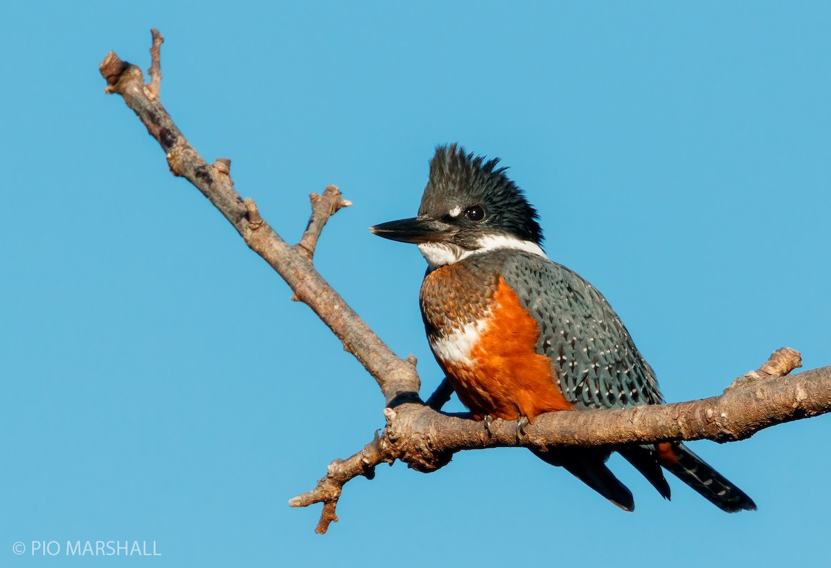 Ringed Kingfisher - ML250412091