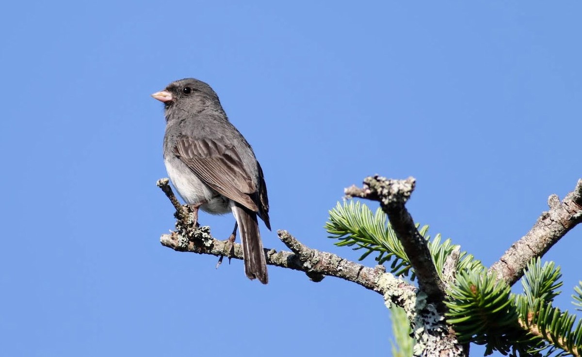 Junco Ojioscuro - ML250414881