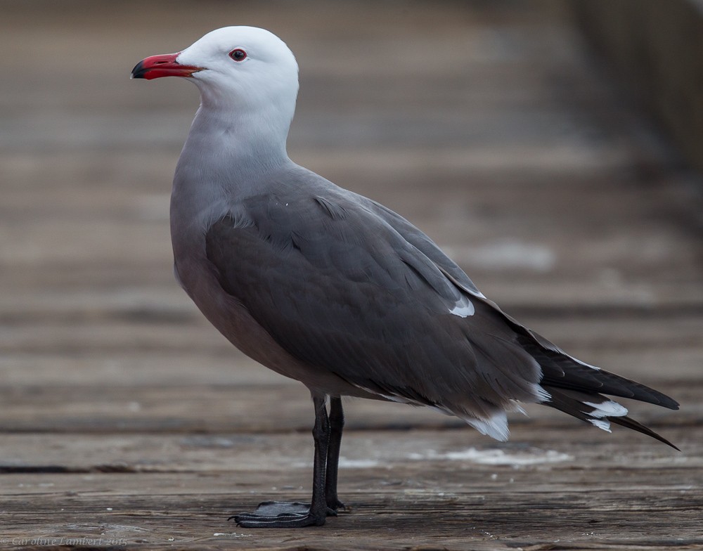 Heermann's Gull - Caroline Lambert