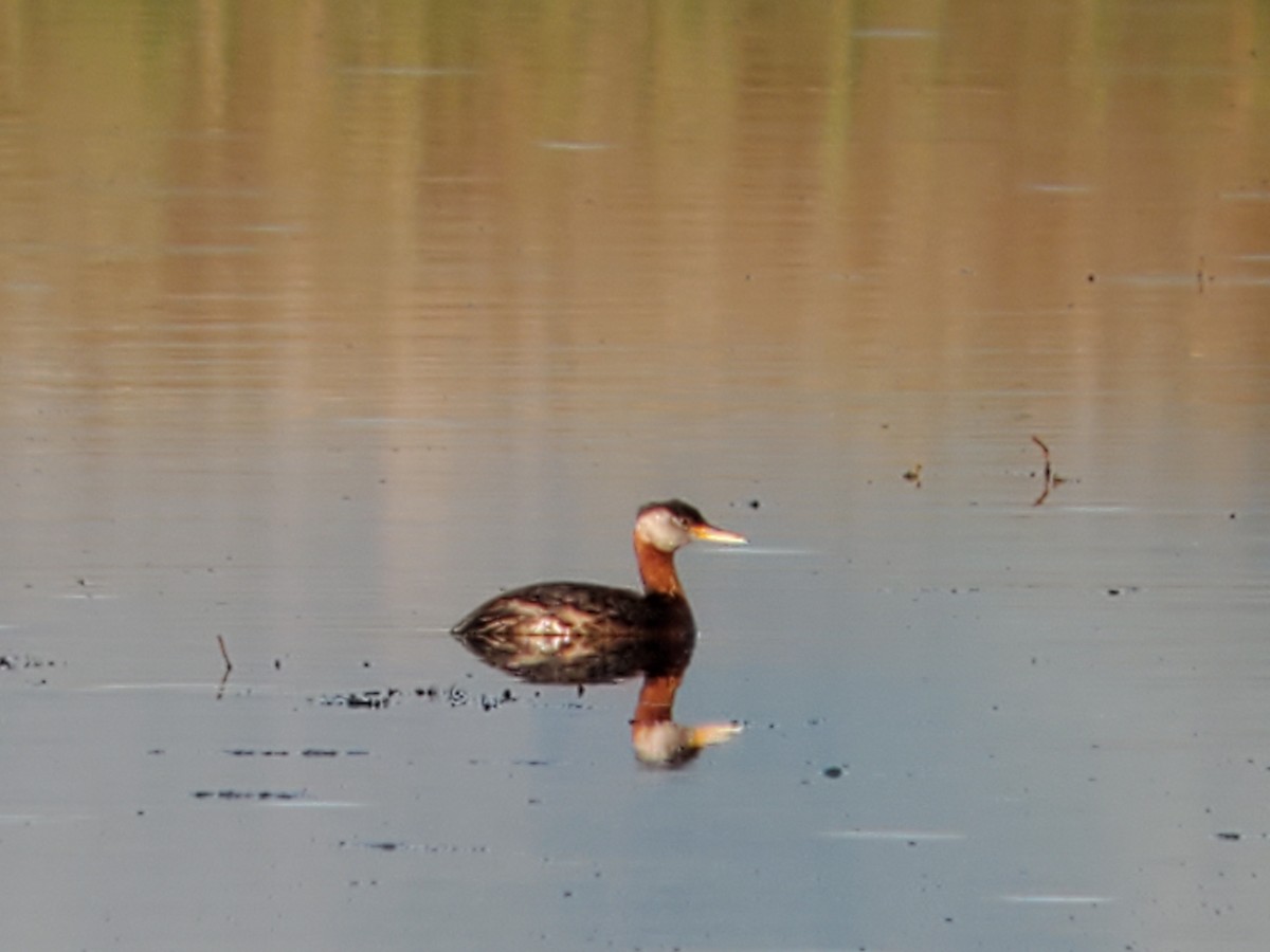 Red-necked Grebe - ML250416981