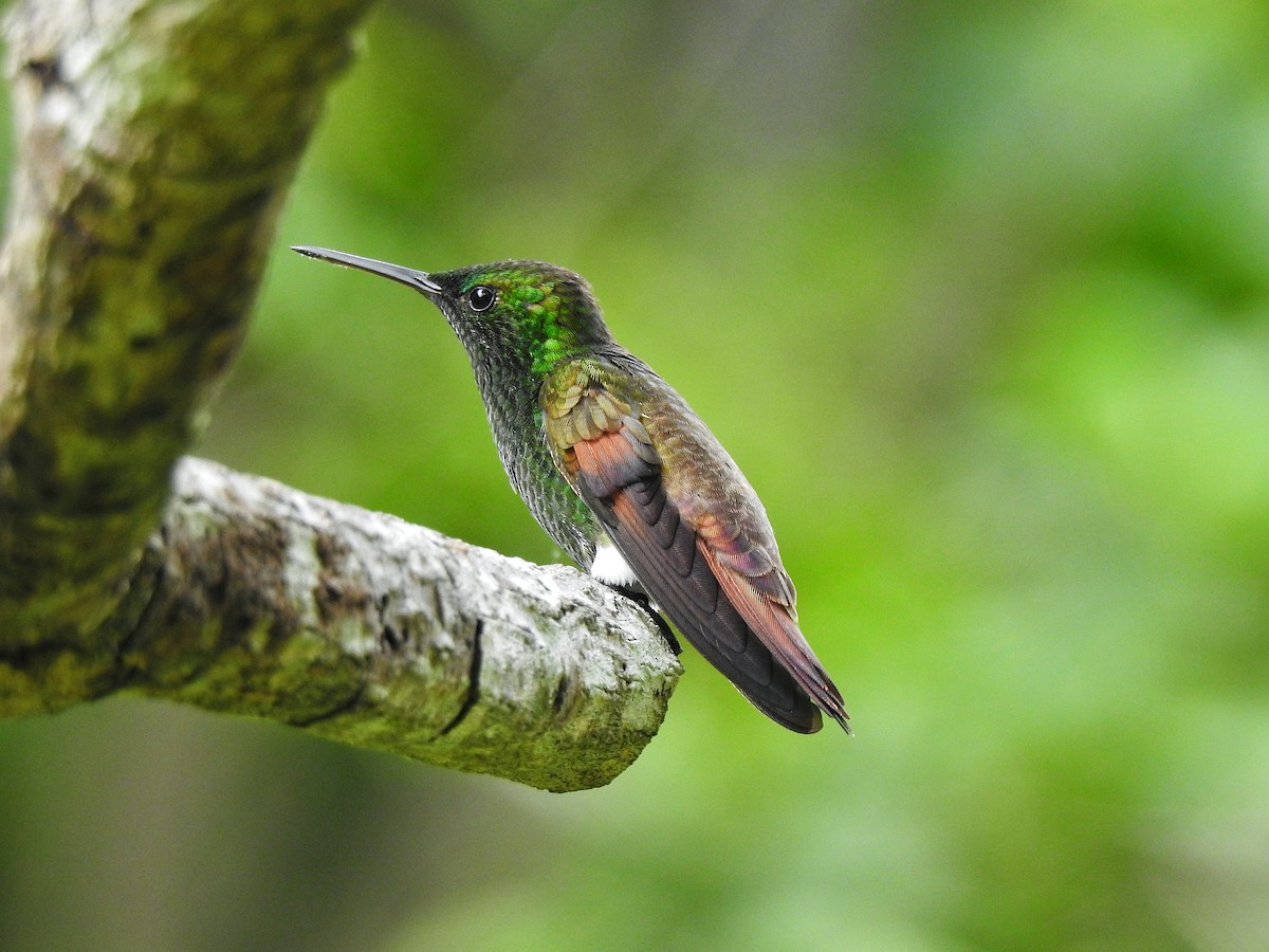 Berylline Hummingbird - ML250417271