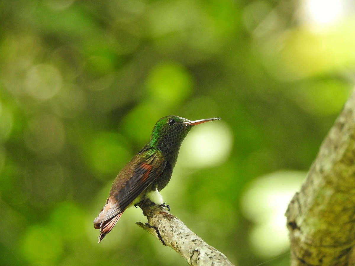 kolibřík mexický - ML250417341