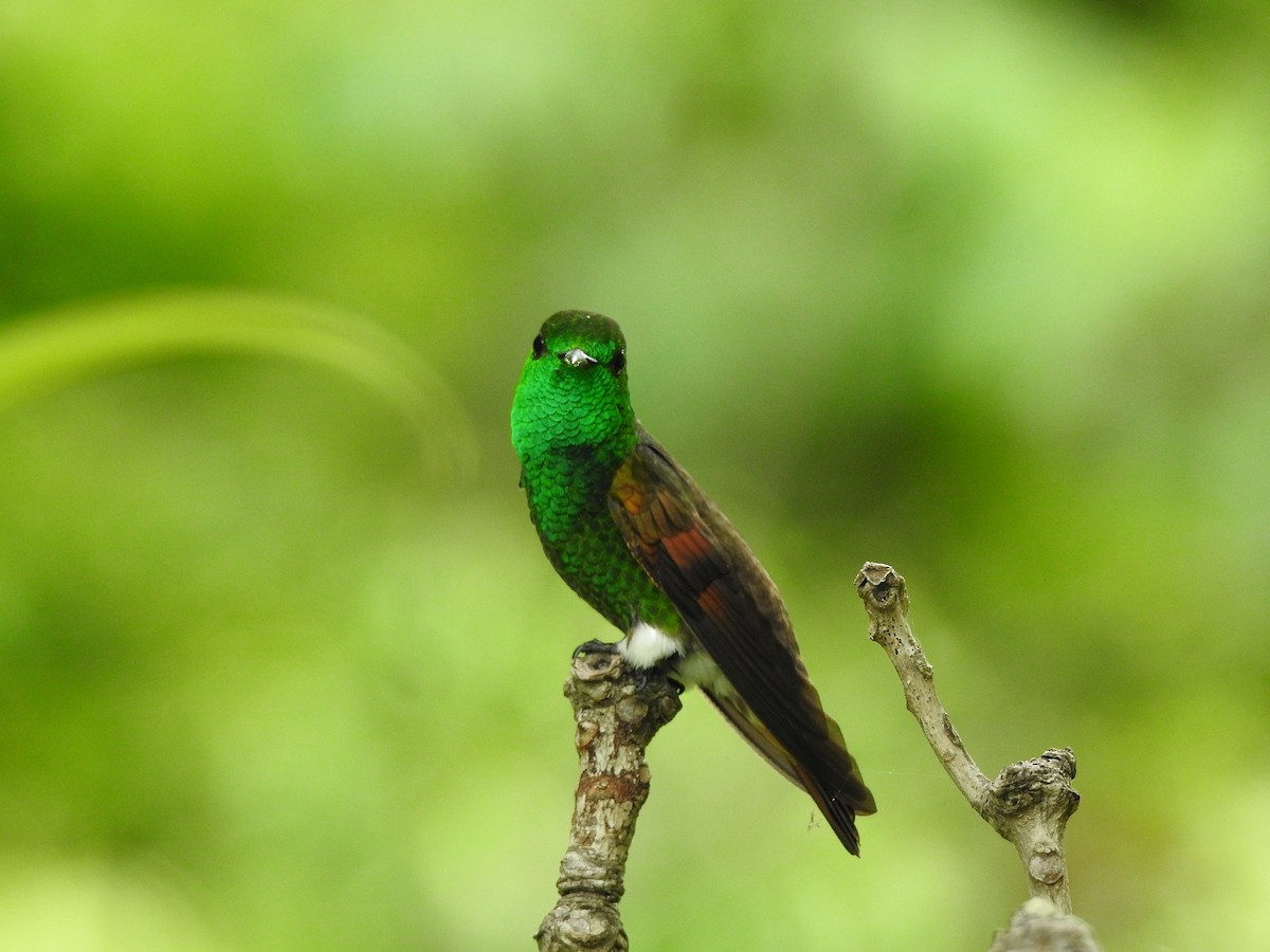 kolibřík mexický - ML250417671