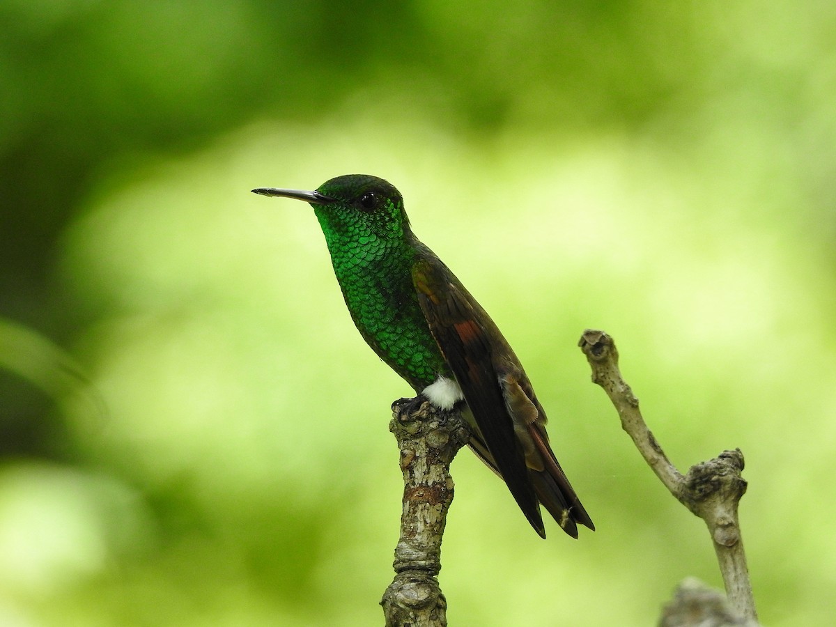 kolibřík mexický - ML250417861