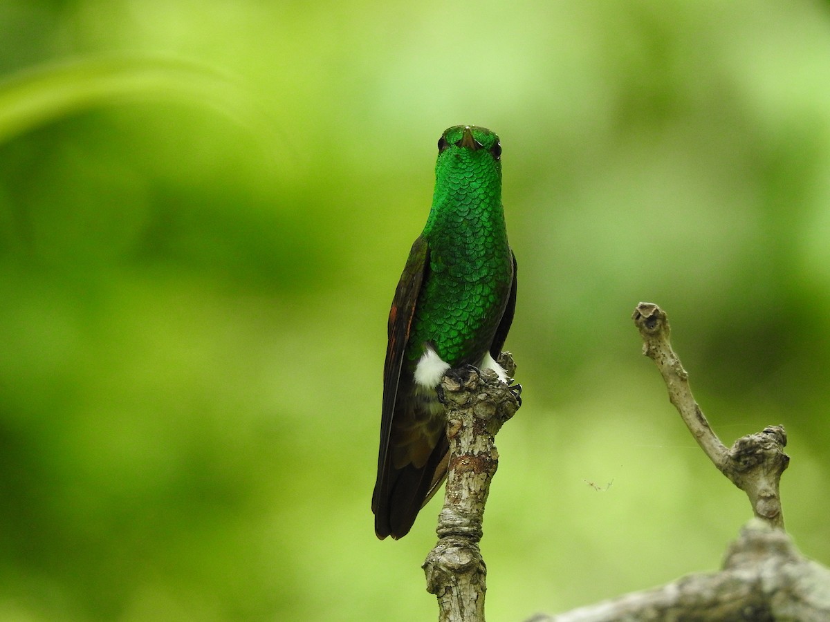 kolibřík mexický - ML250417881