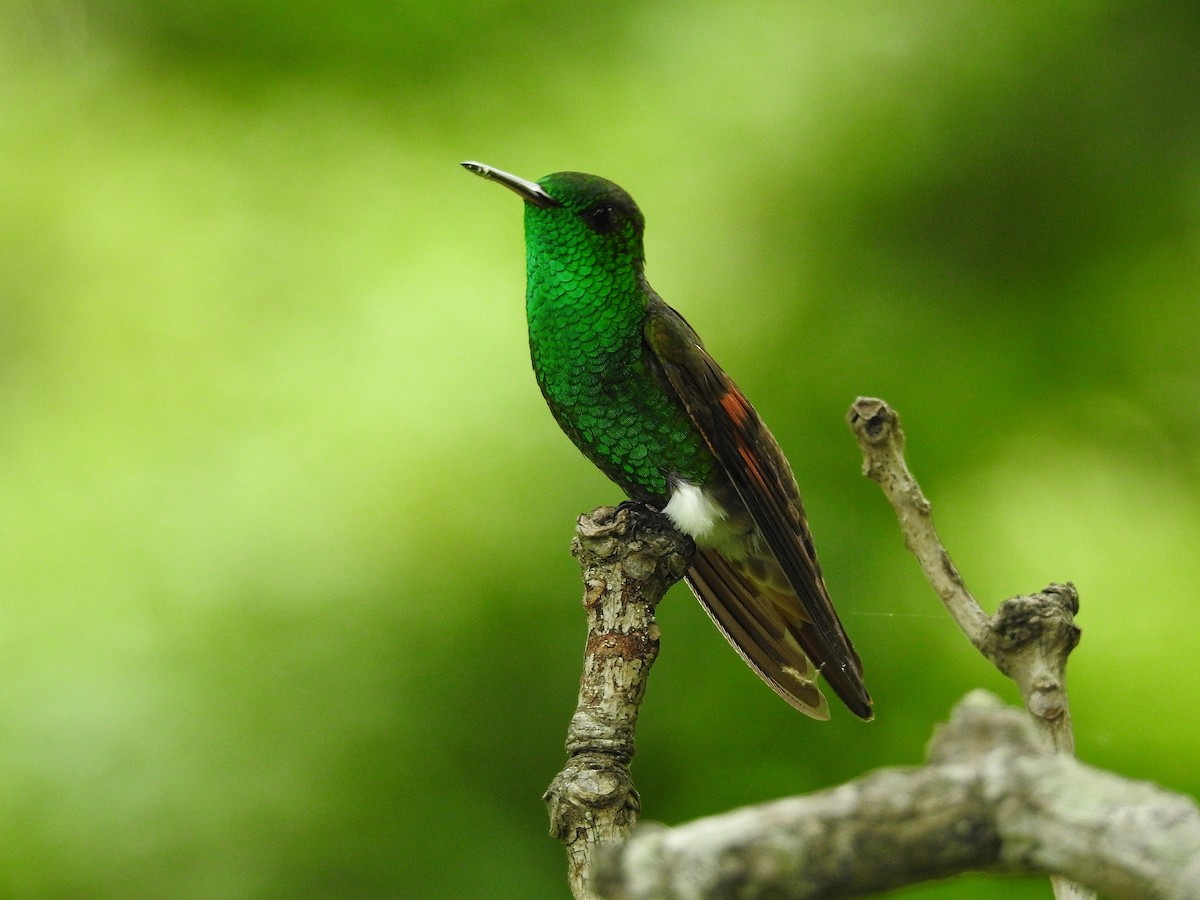 kolibřík mexický - ML250417951