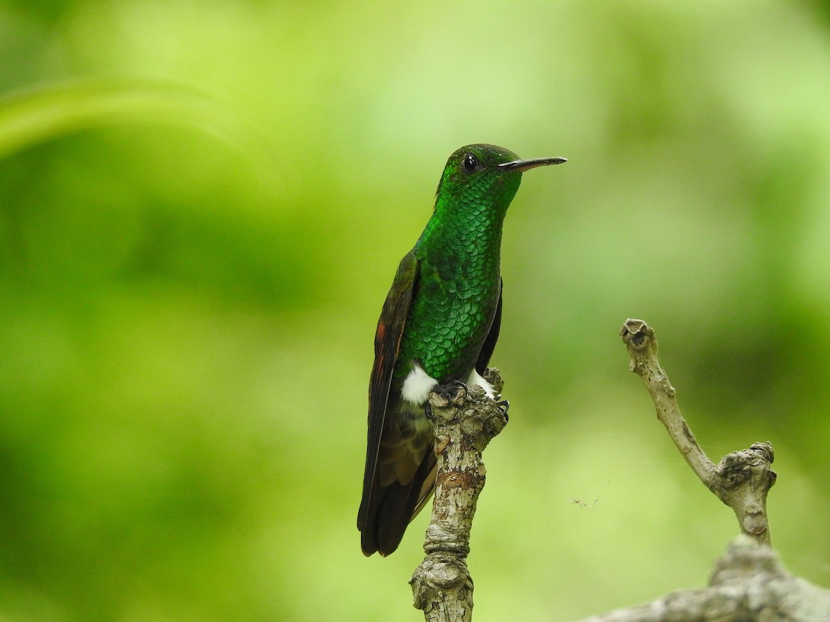 kolibřík mexický - ML250418041