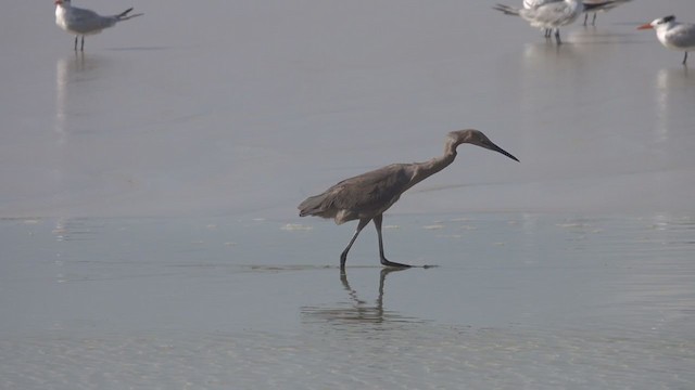 Reddish Egret - ML250419351