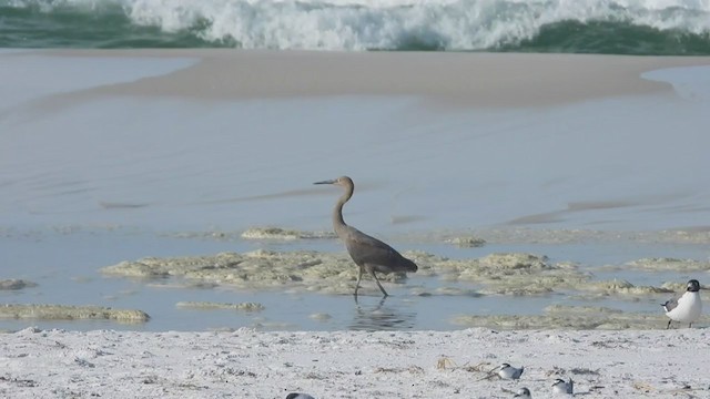 Reddish Egret - ML250419391