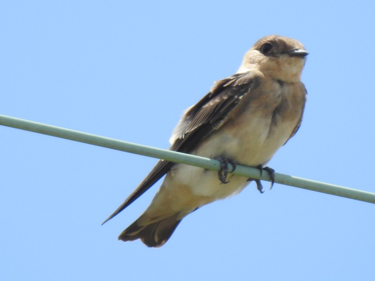 Cave Swallow - ML250420451