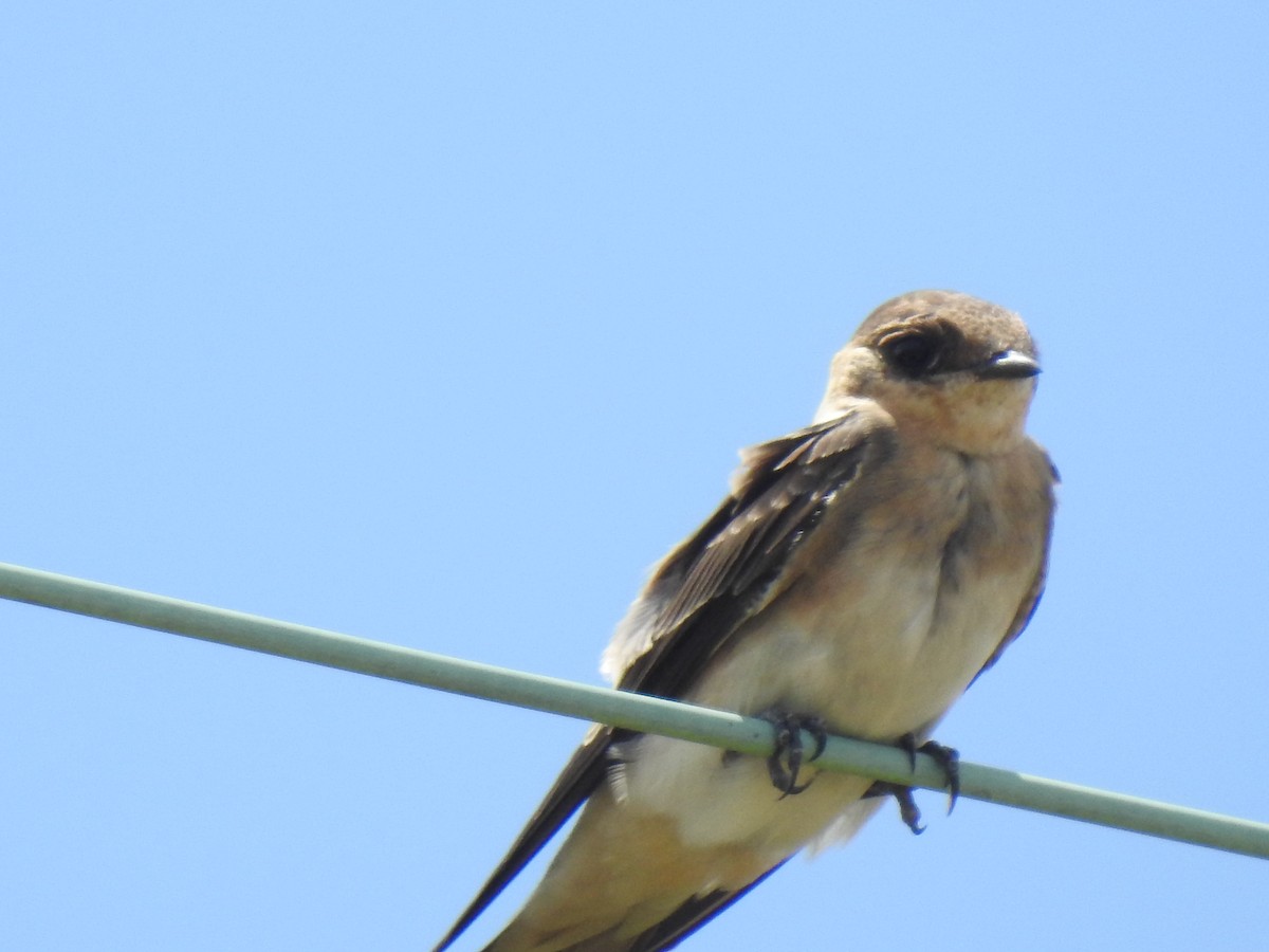 Cave Swallow - ML250420521