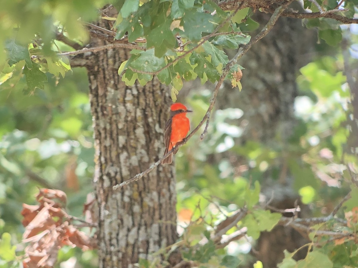 Vermilion Flycatcher - ML250420631