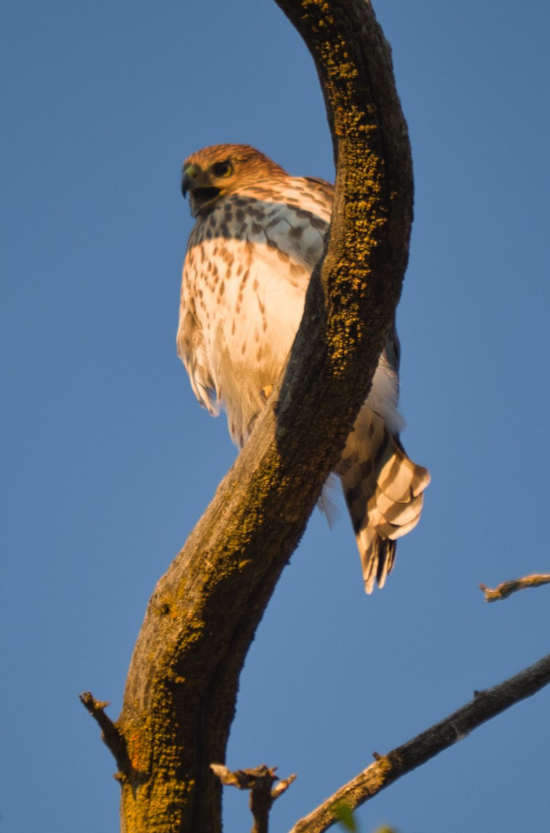 Cooper's Hawk - ML250421941