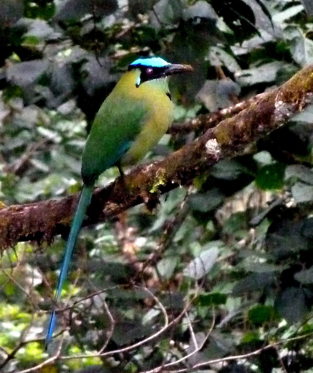 Hochlandmotmot - ML250424251