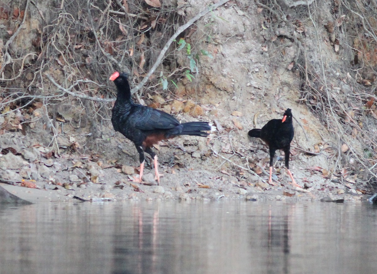 Razor-billed Curassow - ML250424461