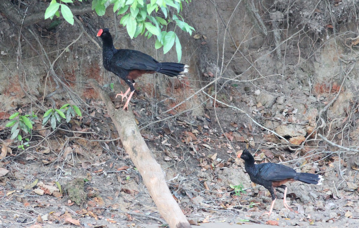 Razor-billed Curassow - Stephan Lorenz