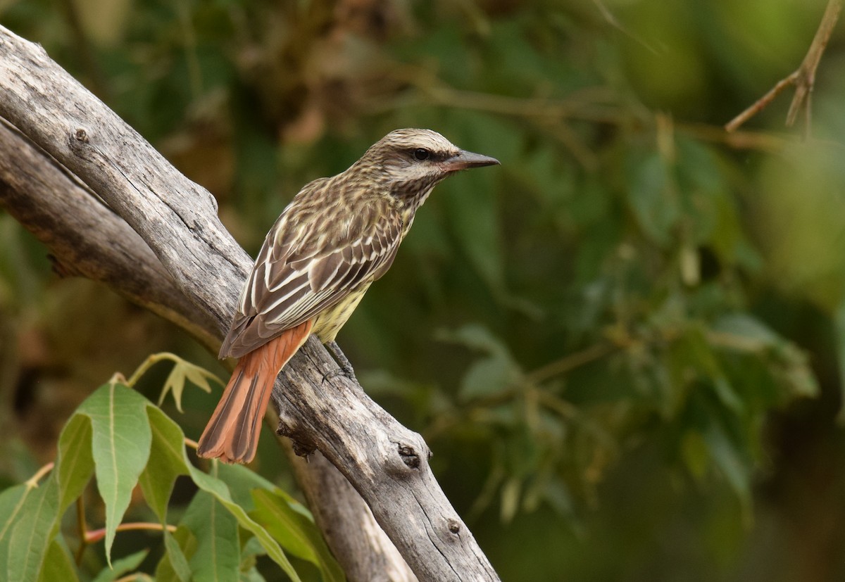 Sulphur-bellied Flycatcher - ML250425111