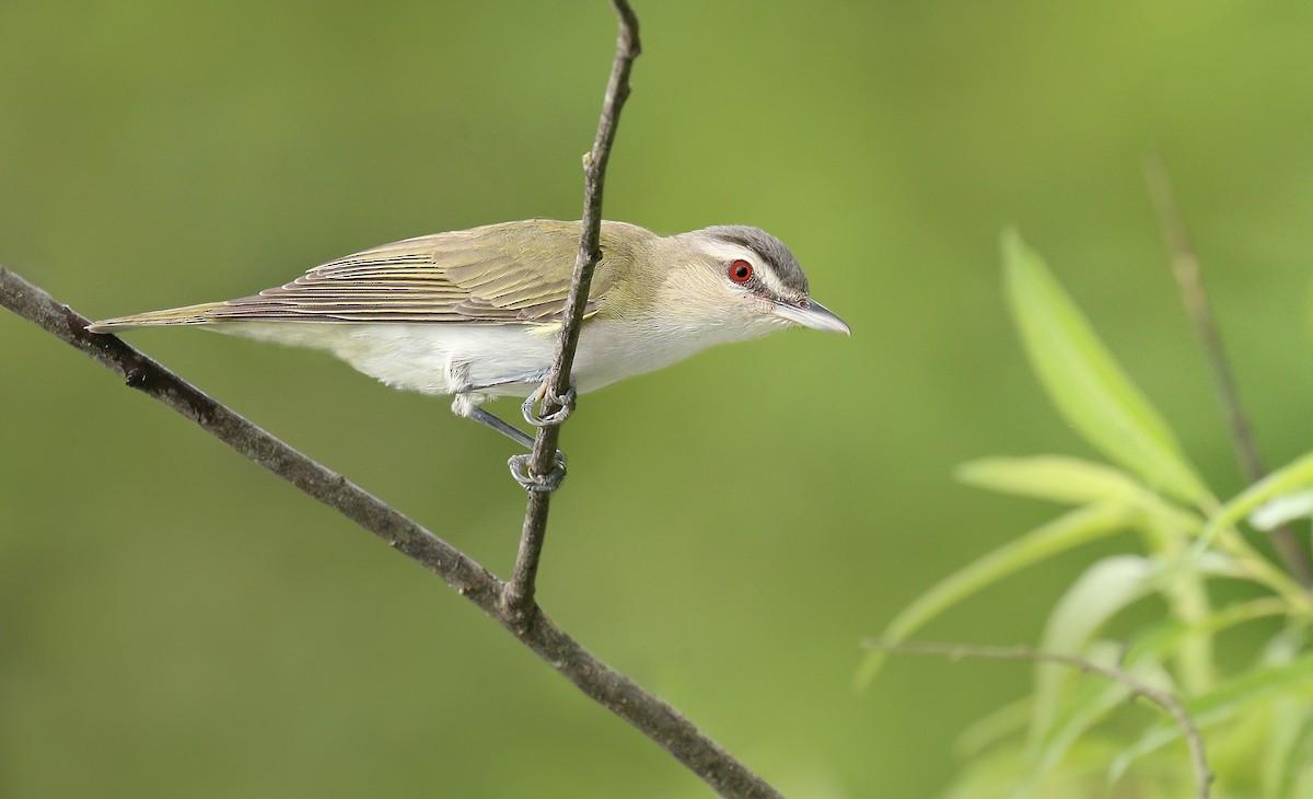 Viréo aux yeux rouges - ML250425541