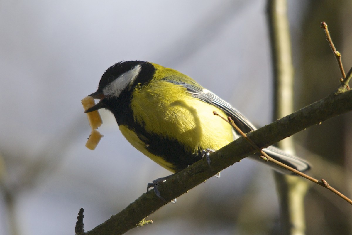 Great Tit - ML25042621