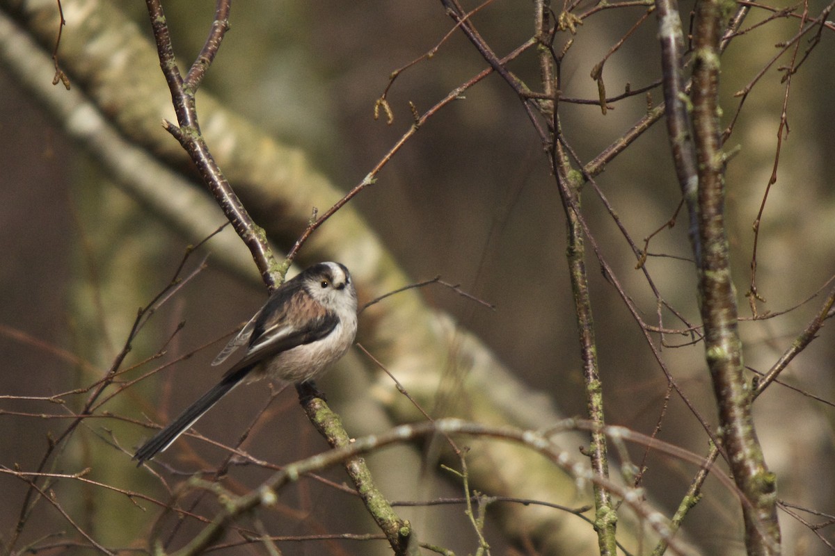 Long-tailed Tit - ML25042641