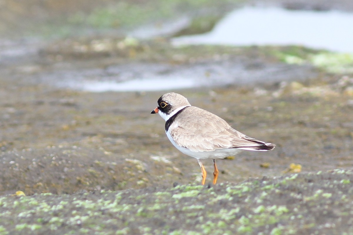 Semipalmated Plover - Ingvar Atli Sigurðsson