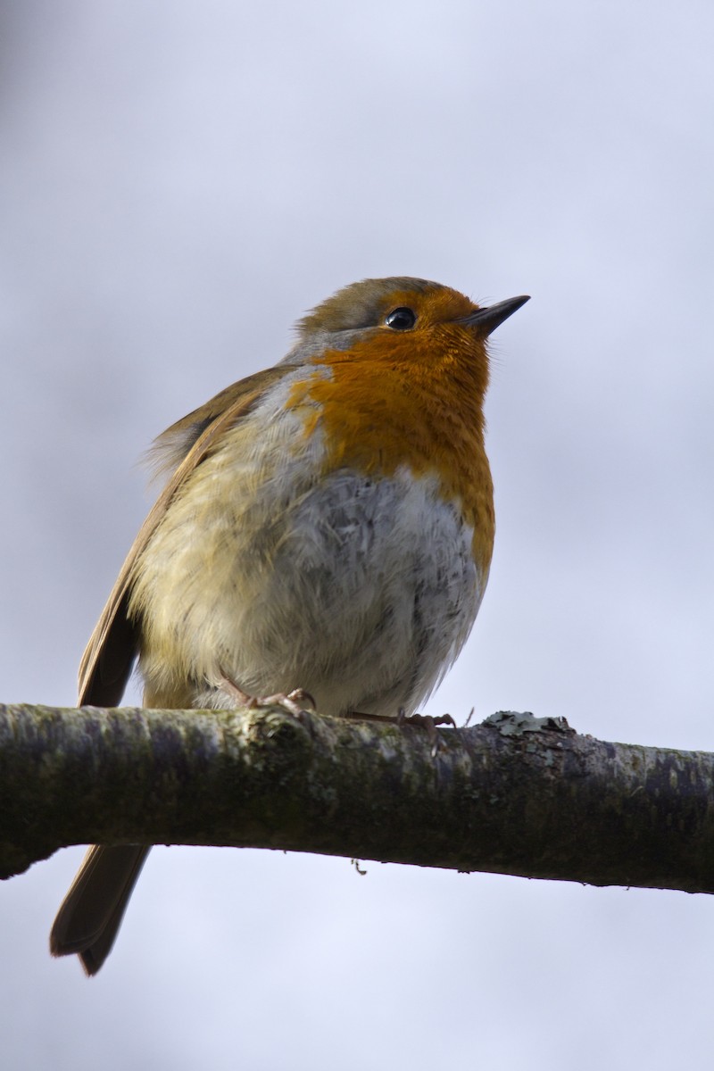 European Robin - ML25042661