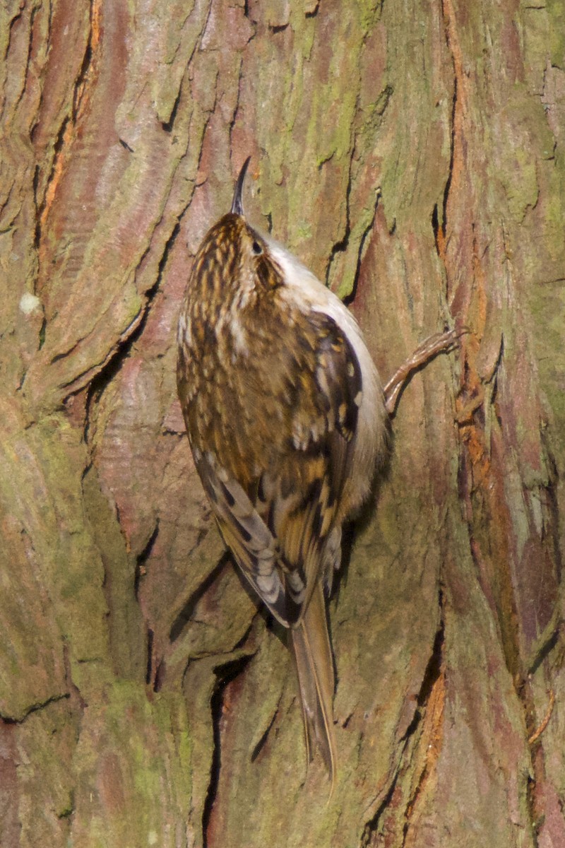 Eurasian Treecreeper - Torin Waters 🦉