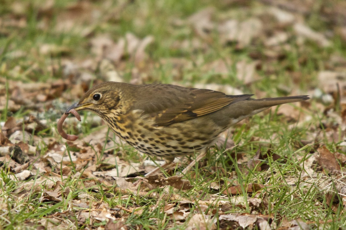 Song Thrush - ML25042711