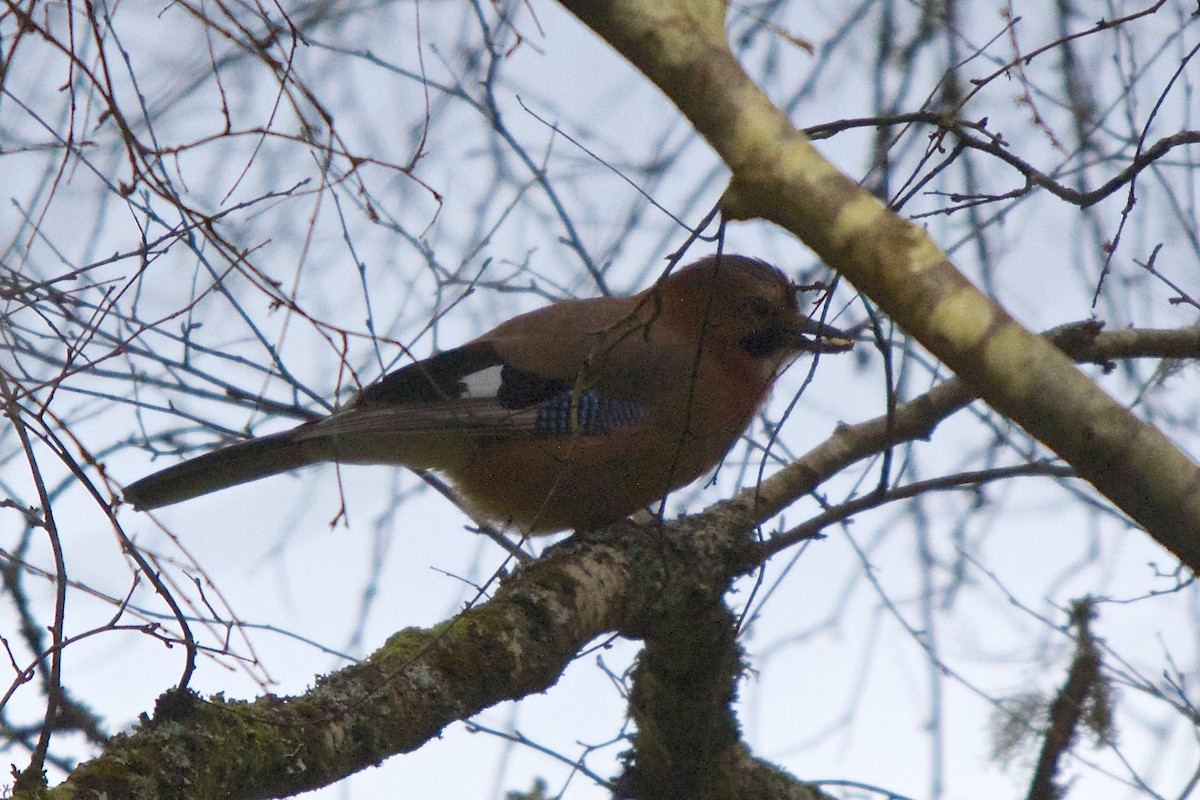 Eurasian Jay - ML25042721