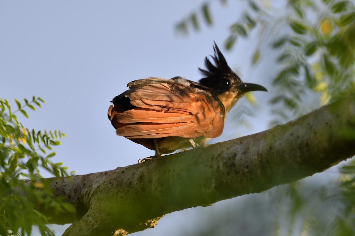 Chestnut-winged Cuckoo - ML250428701