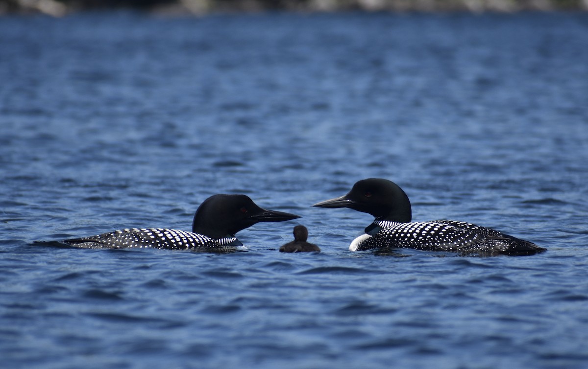 Common Loon - ML250429661