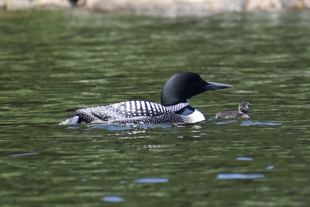 Plongeon huard - ML250429851