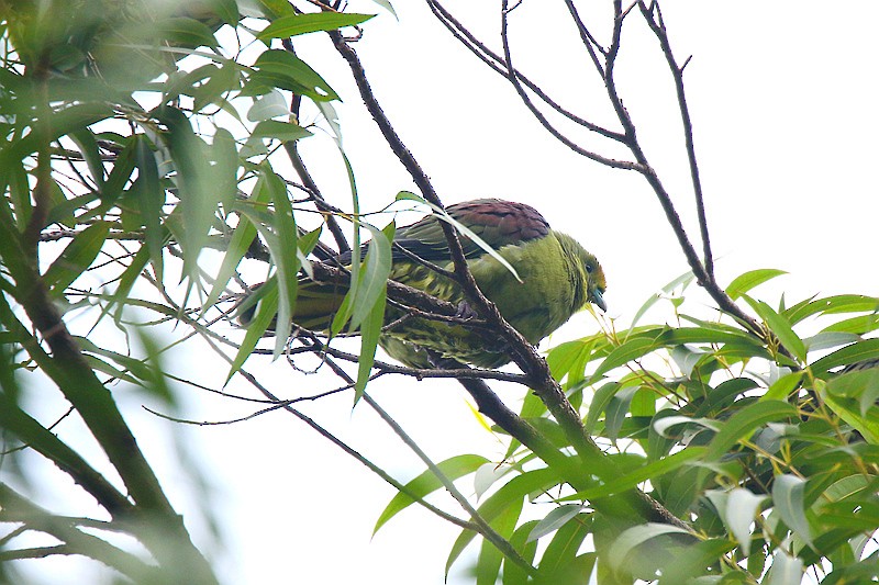 Whistling Green-Pigeon - Roland Lo