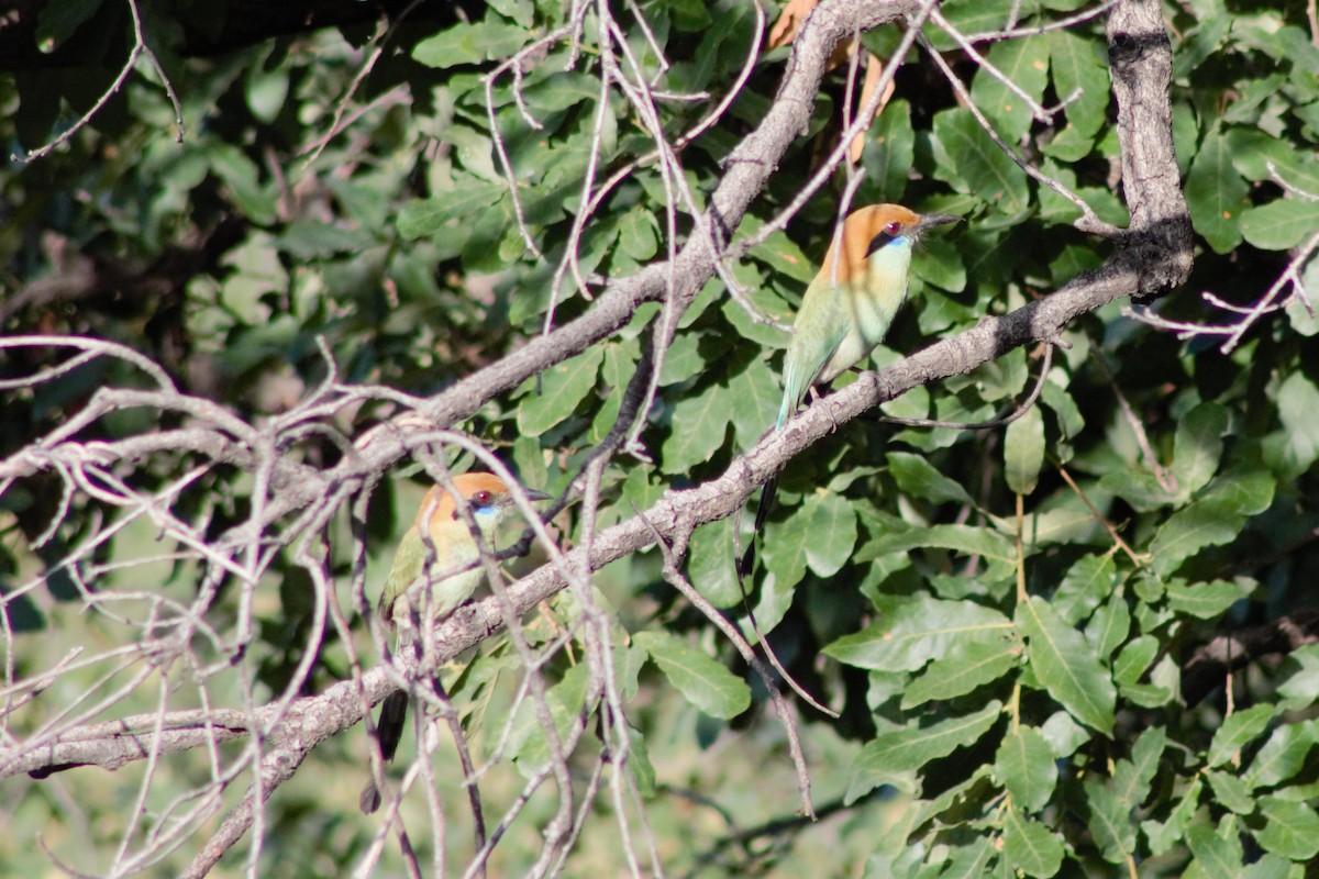 Russet-crowned Motmot - ML250433531