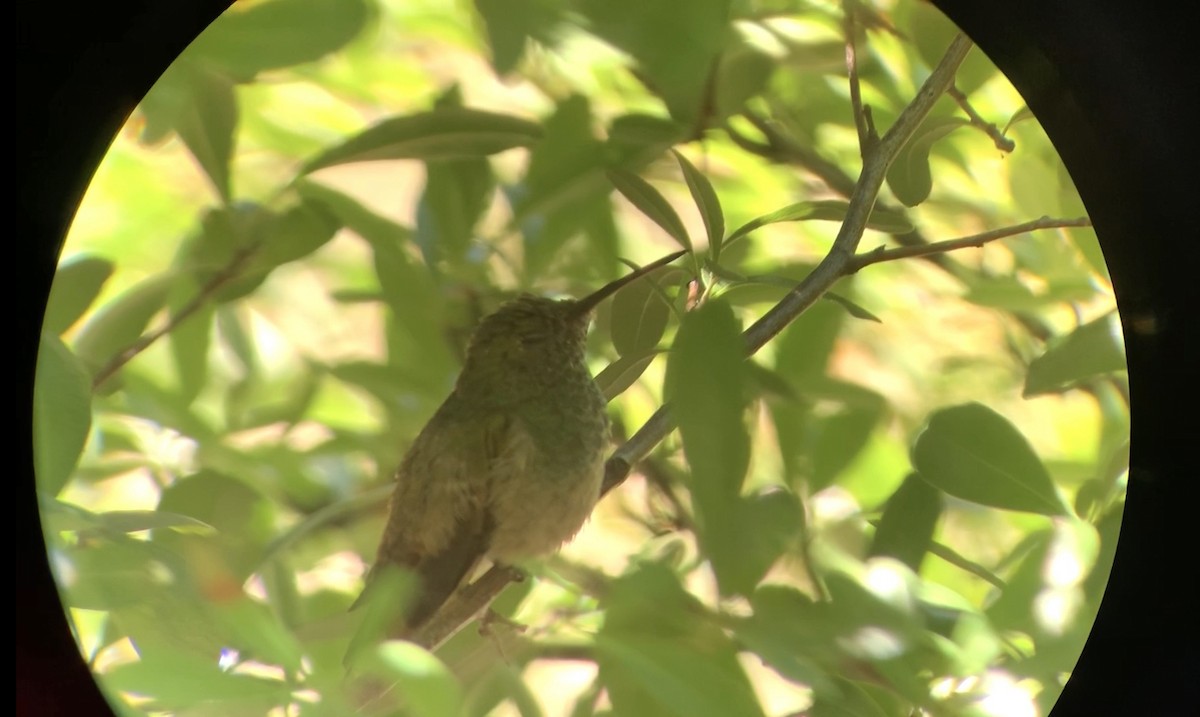 Berylline Hummingbird - ML250435591