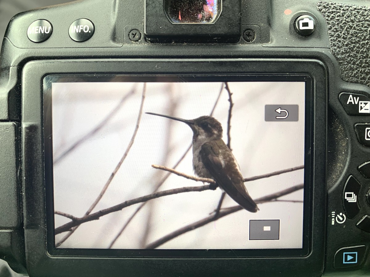 Plain-capped Starthroat - ML250436061