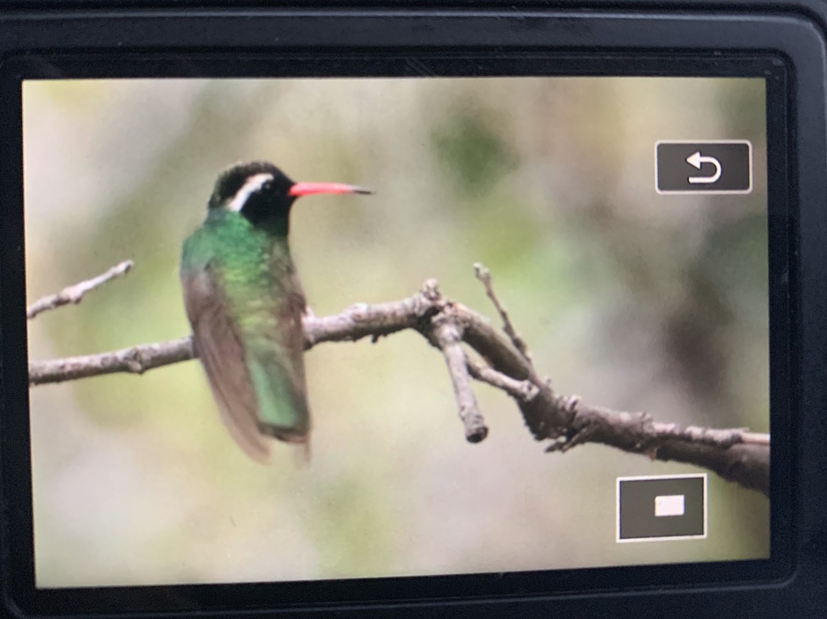 White-eared Hummingbird - ML250436241