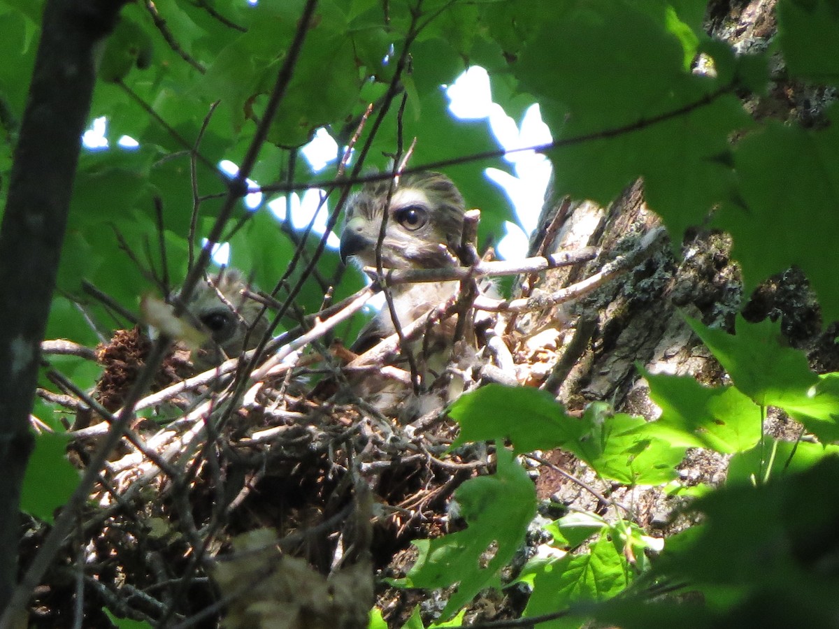 Red-shouldered Hawk - ML250437301