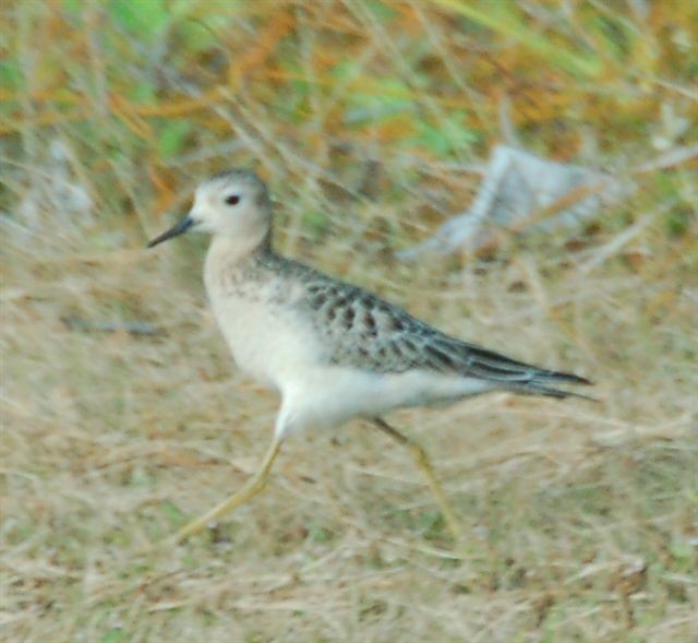 Buff-breasted Sandpiper - ML25044101